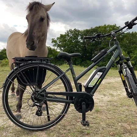 Abendsonne נאומבורג